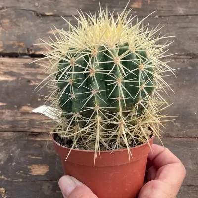 Echinocactus Grusonii