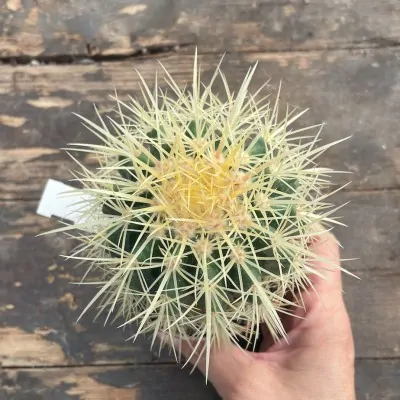 Echinocactus Grusonii