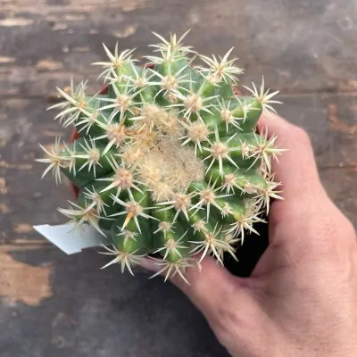 Echinocactus Grusonii intermis