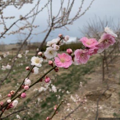 Prunus mume Bicolor...