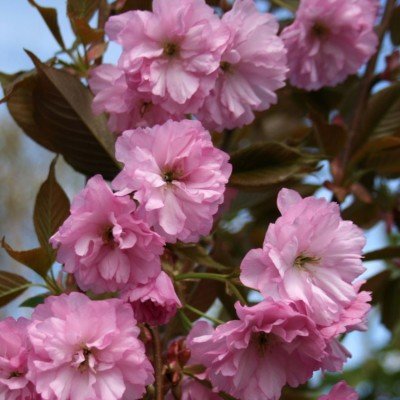 Prunus serrulata Kanzan  vaso 7/9