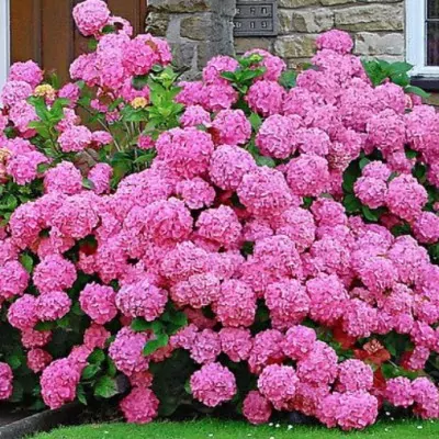 HYDRANGEA MACROPHYLLA...