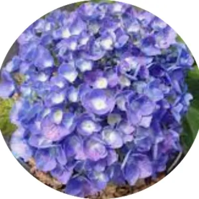 Hydrangea Macrophylla...