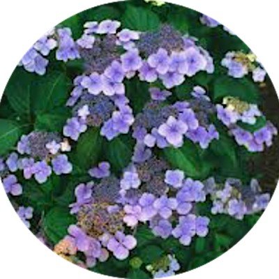 Hydrangea serrata Blue Bird