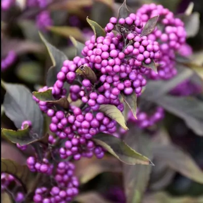 Callicarpa pearl glam® vaso...