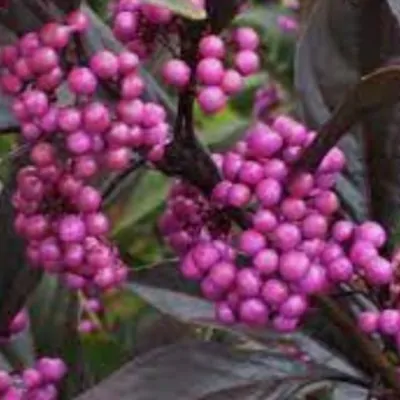 Callicarpa pearl glam® vaso 18