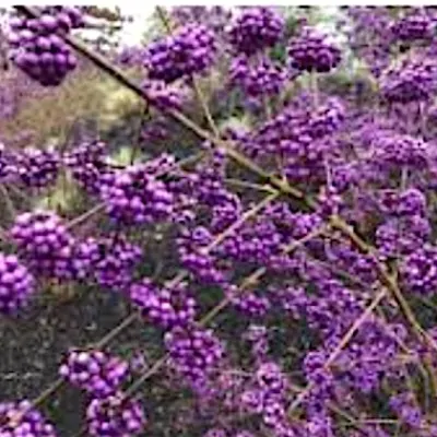 Callicarpa pearl glam® vaso 18