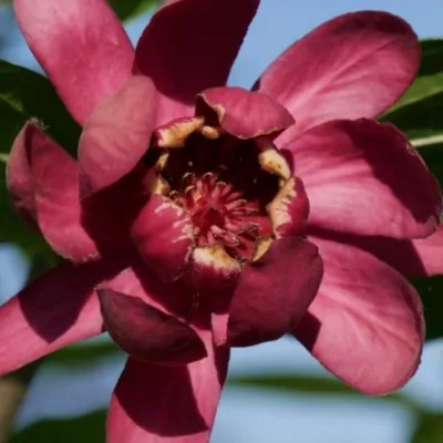 Calycanthus raulstonii...