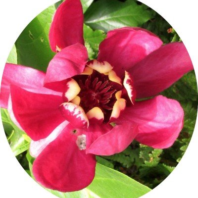 Calycanthus raulstonii...