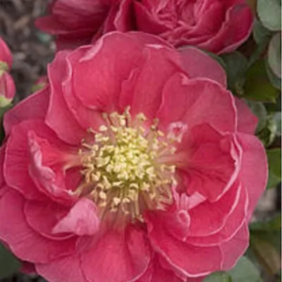 Chaenomeles speciosa 'Pink...