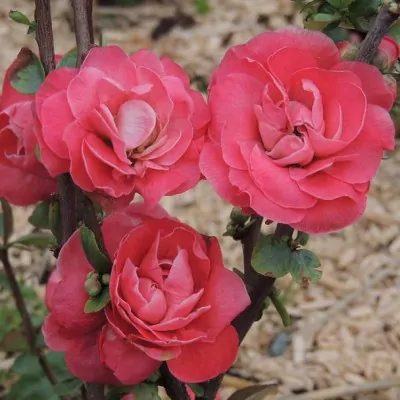 Chaenomeles speciosa 'Pink...