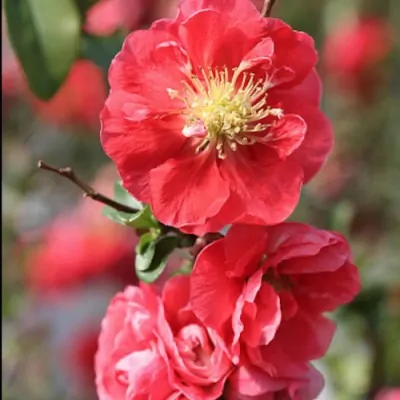 Chaenomeles speciosa 'Pink...