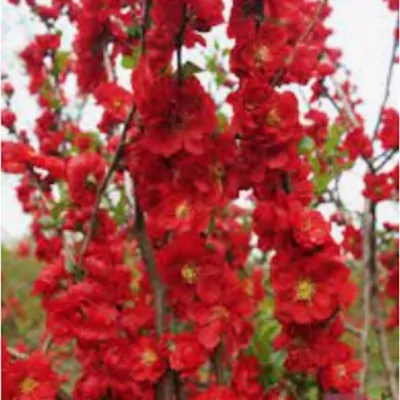 Chaenomeles speciosa...