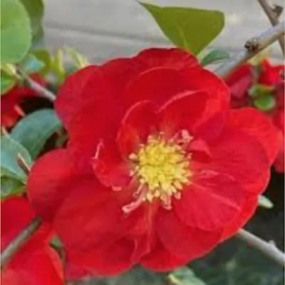 Chaenomeles speciosa...