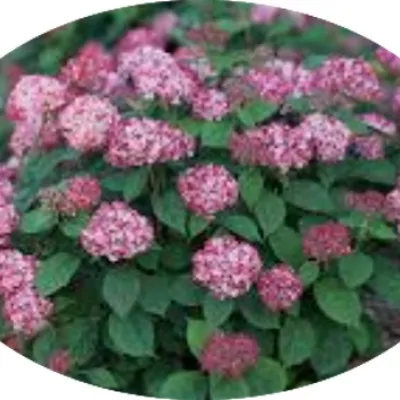 Hydrangea arborescens pink...