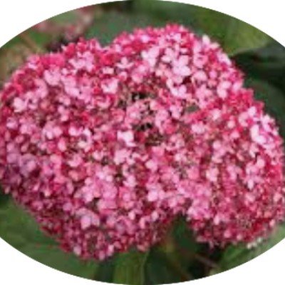 Hydrangea arborescens pink...