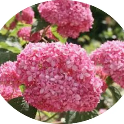 Hydrangea arborescens pink...