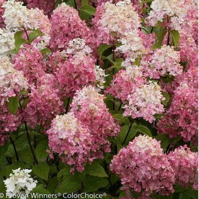 Hydrangea paniculata Fire...