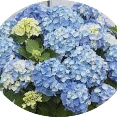 Hydrangea macrophylla Flair...