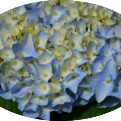 Hydrangea macrophylla Flair...