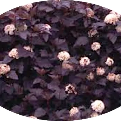 Physocarpus opu Tyny wine (R)