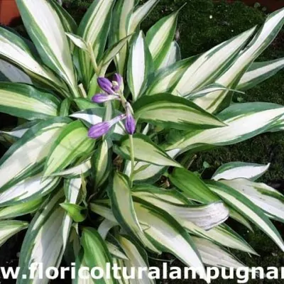 Hosta Calypso