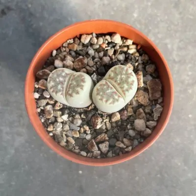 Lithops julii ssp. fulleri...