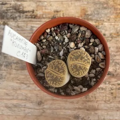 Lithops Aucampiae Kuruman...