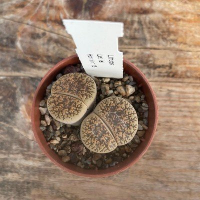 Lithops Leslie hornii c.15