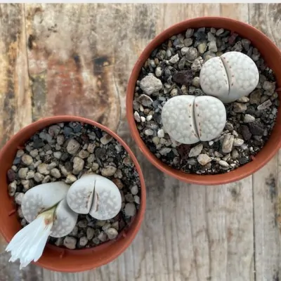 copy of Lithops julii ssp....