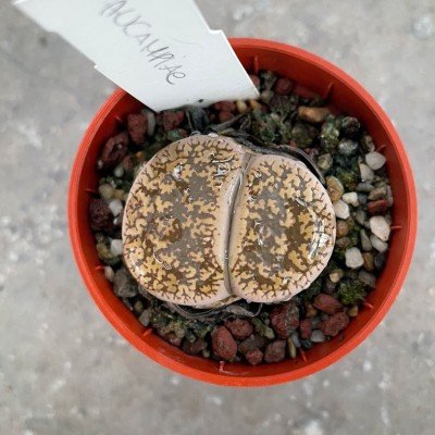 Lithops Aucampiae