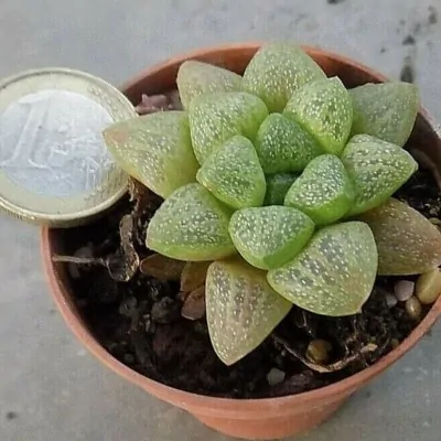 Haworthia Turgida cristallina