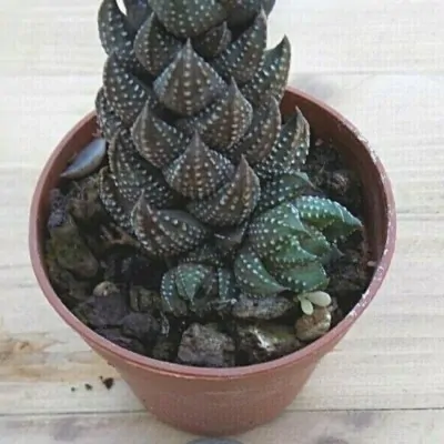 Haworthia coarcata fa ten