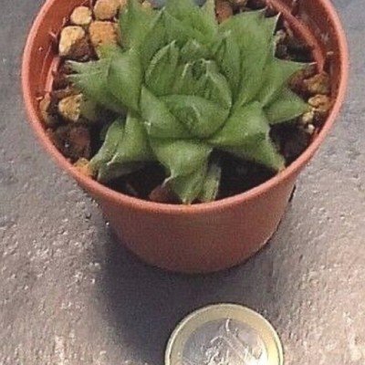 Haworthia Cymbiformis obesa