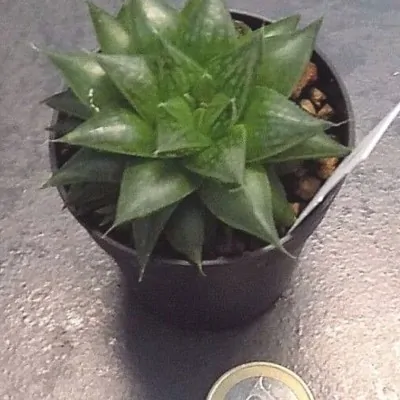 Haworthia Cymbiformis obesa