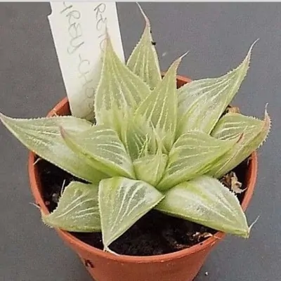 Haworthia retusa cv. grey...