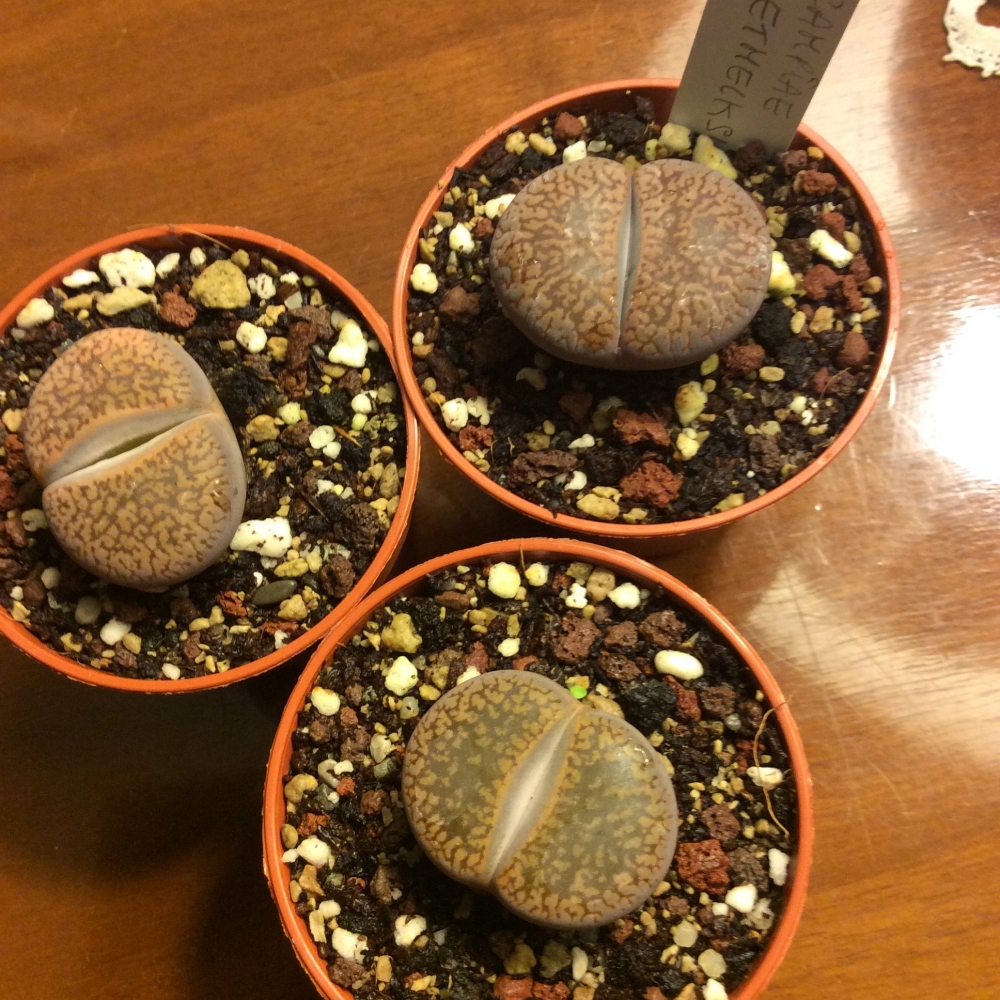 Lithops aucampiae soetmelksulei