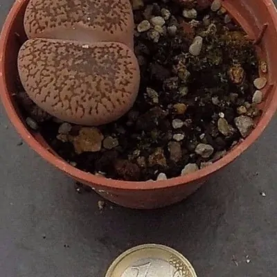 Lithops aucampiae soetmelksulei