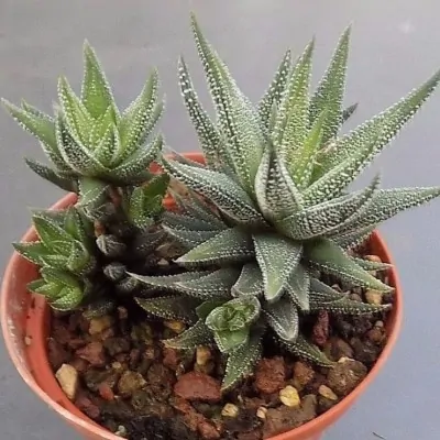 Haworthia radula