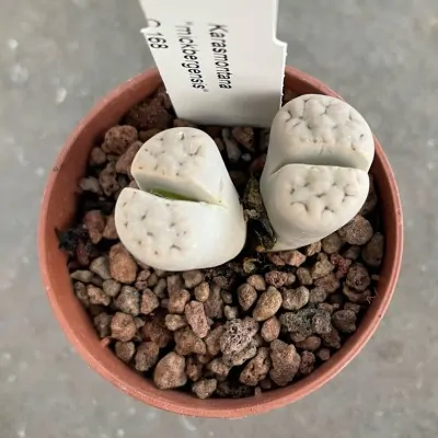 copy of lithops...