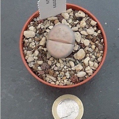 lithops karasmontana opalina