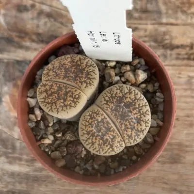 Lithops Leslie hornii c.15