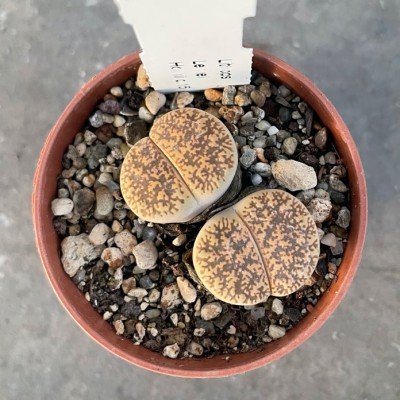 Lithops Leslie hornii c.15