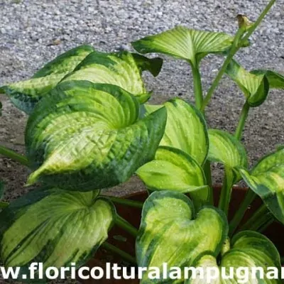 Hosta Color old Glory