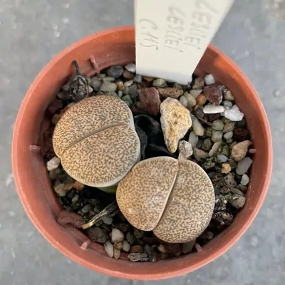 Lithops Leslie c.115