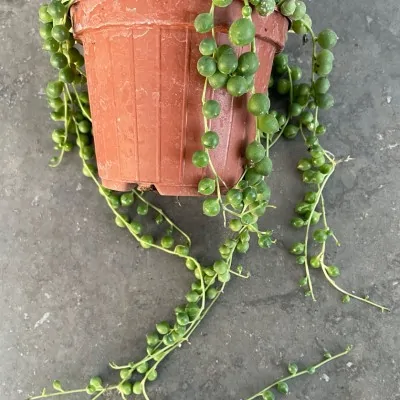 Senecio rowleyanus