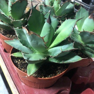 Agave Titanota cm.16/18...