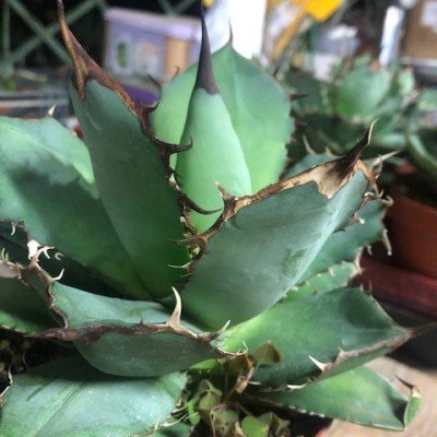 Agave Titanota cm.16/18...