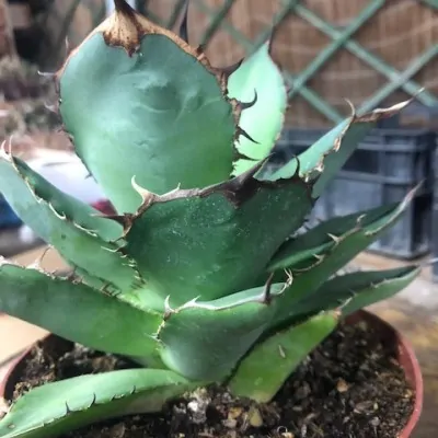 Agave Titanota cm.16/18...