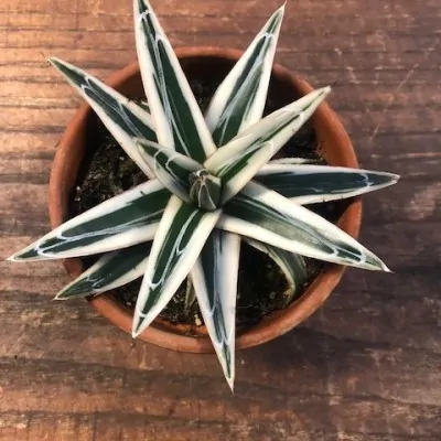 Agave Victoria Reg. White...